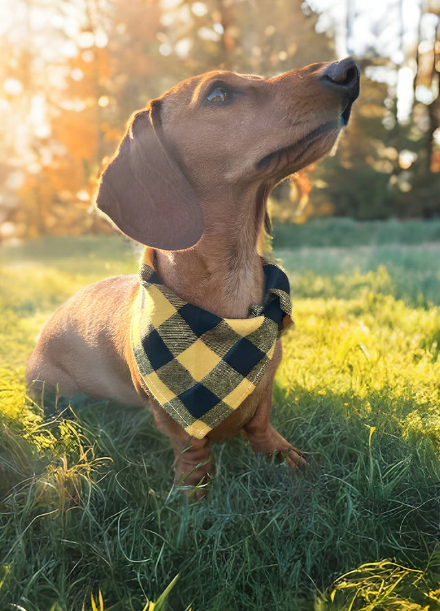 Dog's Plaid Flannel Bandana