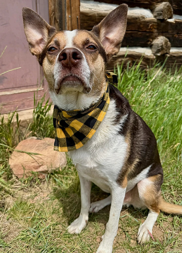 Dog's Plaid Flannel Bandana
