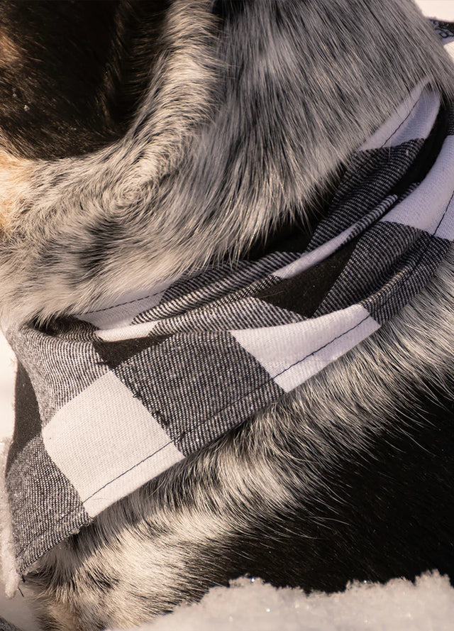 Lifestyle view of a dog wearing a black buffalo plaid bandana-XR002BLKWXS0S,XR002BLKWS0M,XR002BLKWL0XL