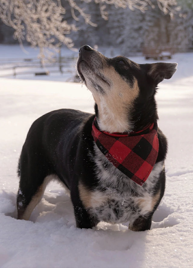 Lifestyle view of a dog wearing red buffalo check patterned bandana for pets-XR002RedXS0S,XR002RedS0M,XR002RedL0XL
