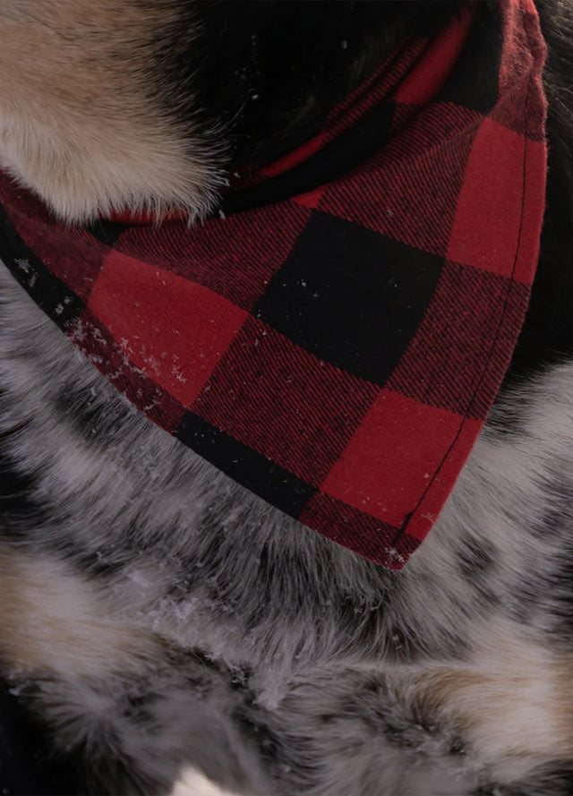 Lifestyle view of a dog wearing red buffalo check patterned bandana for pets-XR002RedXS0S,XR002RedS0M,XR002RedL0XL