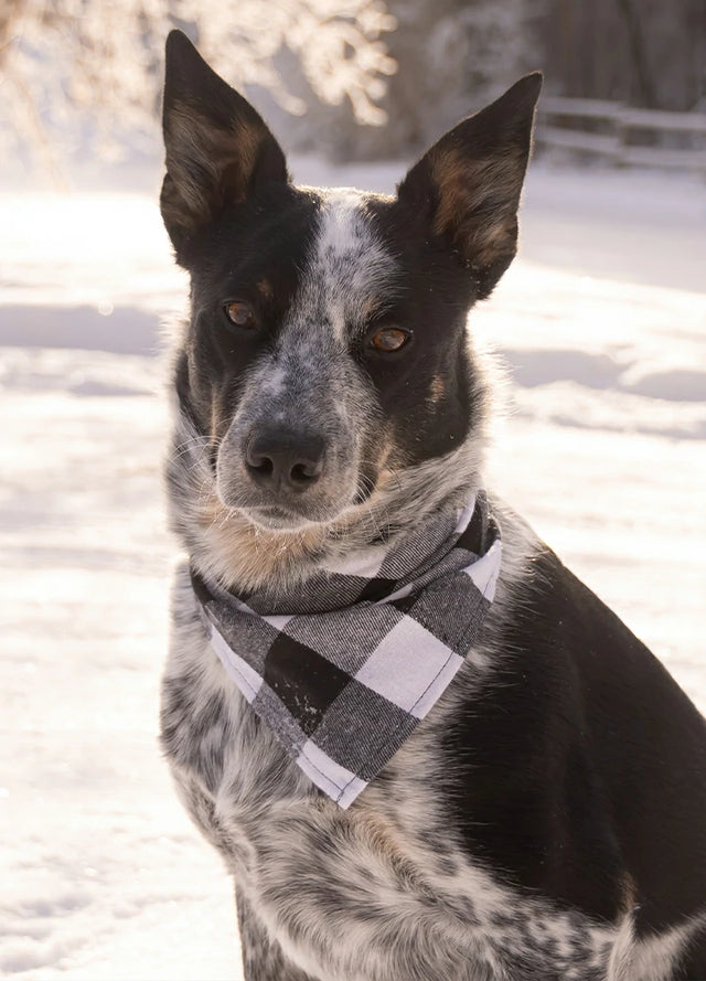 Lifestyle view of a dog wearing black buffalo plaid patterned bandana for pets-XR002BLKWXS0S,XR002BLKWS0M,XR002BLKWL0XL