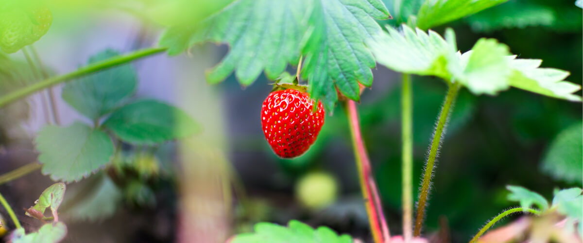 A Memorable Strawberry-Picking Adventure: Strengthening Family Bonds