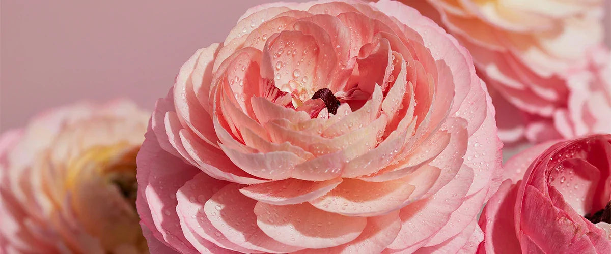 Mother’s Day Gift Ideas: Thoughtful Picks to Celebrate Mom