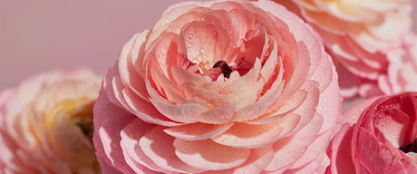Mother’s Day Gift Ideas: Thoughtful Picks to Celebrate Mom