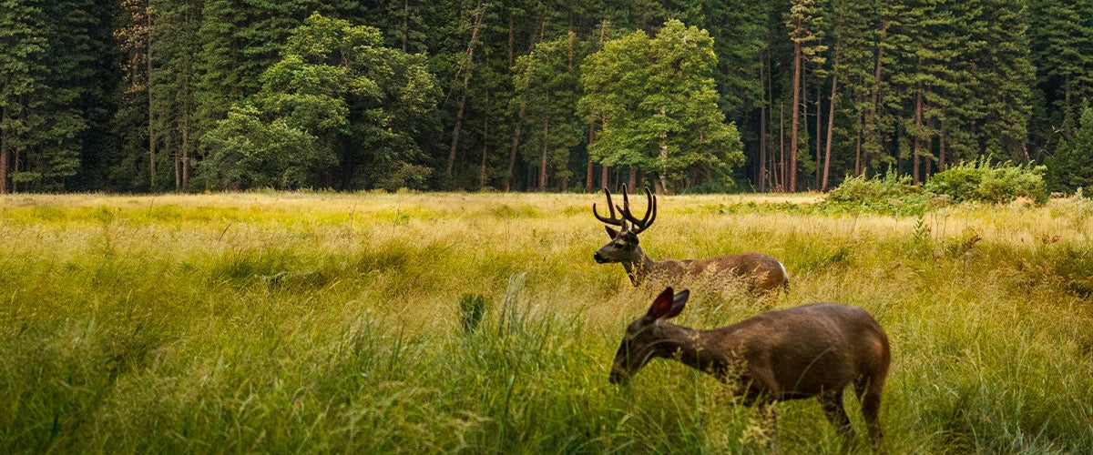 Inspiration From Nature - Wildlife Adventure Flannel Shirt